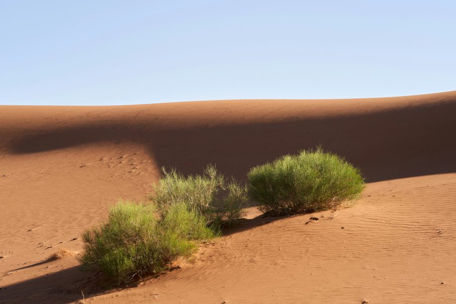 Desert Shrub